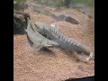 The Bichir Handbook accolades trailer