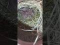 java sparrow chicks | java colony breeding progress update (shorts)