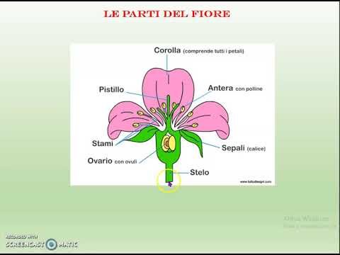 Scienze Il Fiore E Le Sue Parti Youtube