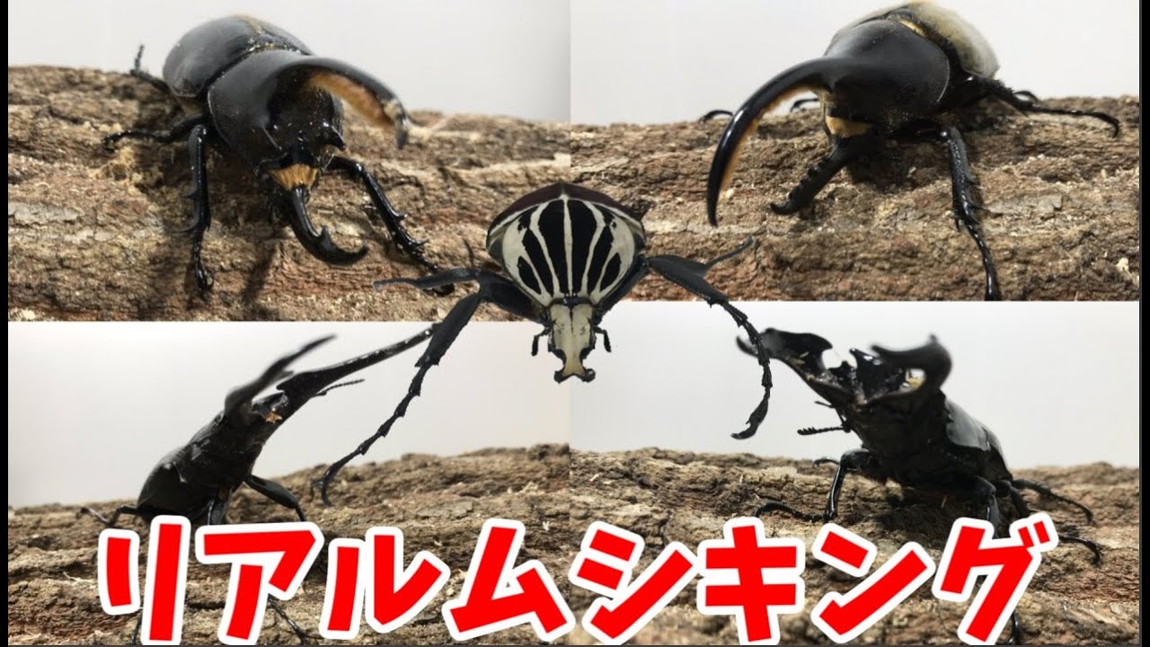 カブトムシクワガタ最強決定戦 第2回ミドル級GP(旧スーパーミドル級) Aブロック