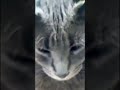 CAT #gatos #gato #cat #update #shortsviral #viral #shortvideos #shorts #love #cutecat #trending
