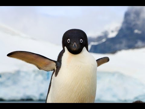 ペンギン 超絶かわいい 面白動画 赤ちゃん Penguin Cute Funny Youtube