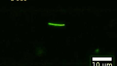 Scientists Develop a Numerical Model of Complex Fluids