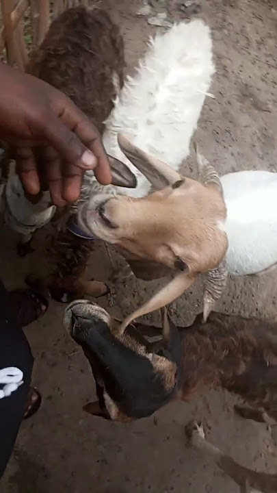 Download lagu RamCud Farm's rapport with sheep