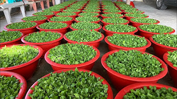 KỸ THUẬT NHÂN GIỐNG HOA CÚC PHA LÊ - TẾT XUÂN 2024