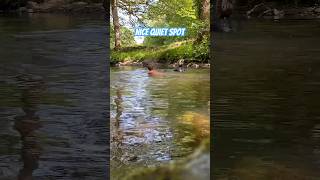 Wild swimming on a hot summer's day ☀️💦 #smallholding #wildswimming #riverswimming