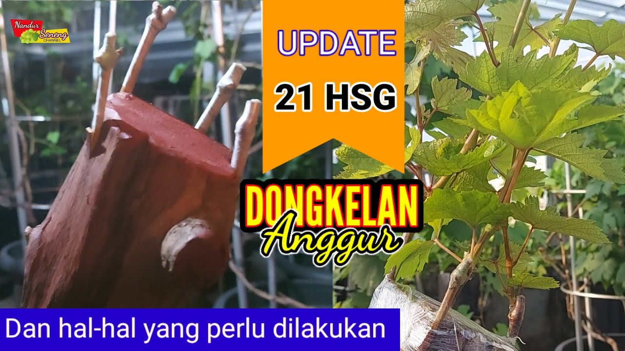 CARA TANAM DONGKELAN ANGGUR |Dongkelan Grape Series Part #4