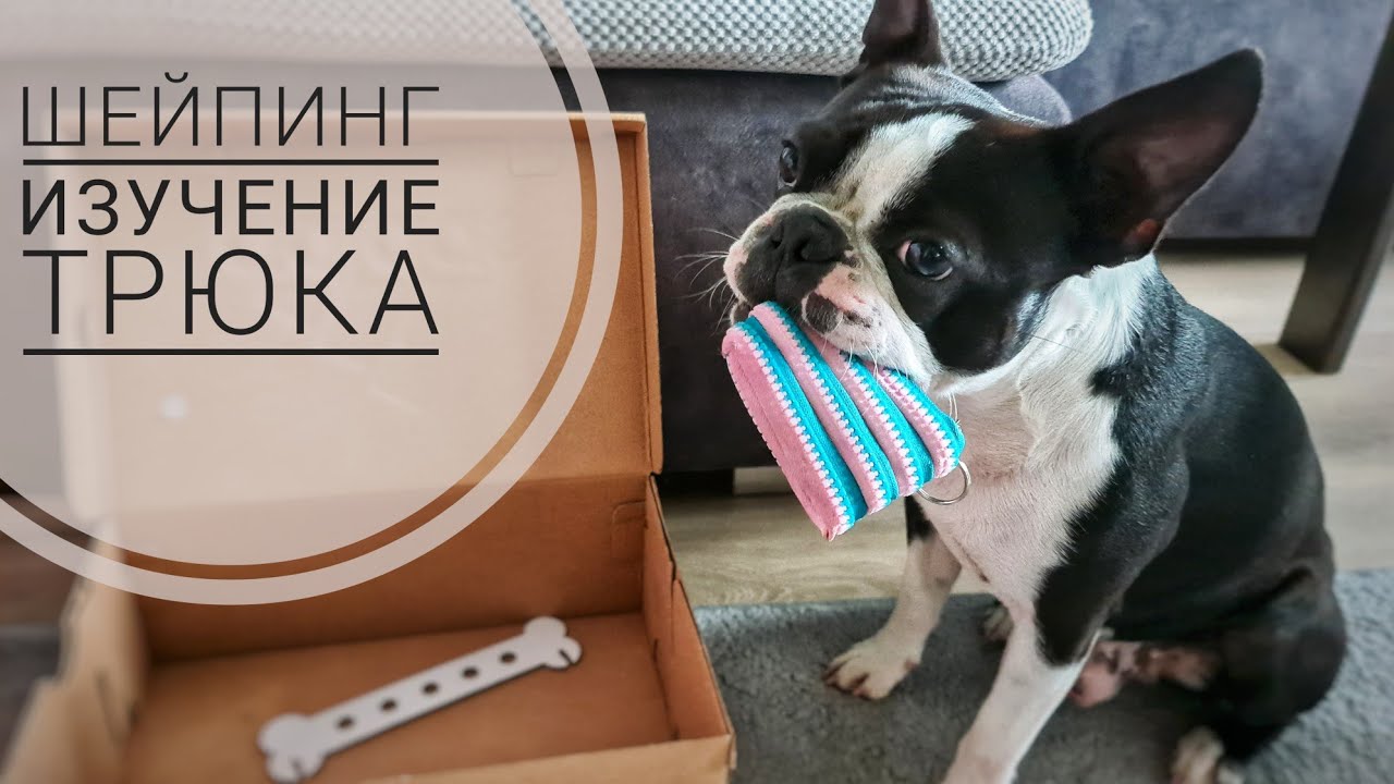 Как с помощью шейпинга выучить или закрепить новую команду