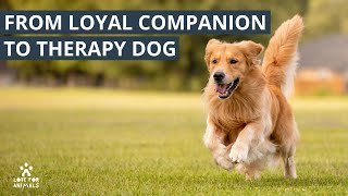 Everything You Need to Know About Golden Retrievers by Love For Animals 80 views 1 year ago 3 minutes, 44 seconds