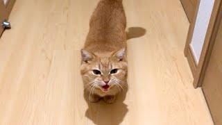 今日のおかえりプリン（ママ）-Today's Purin to say welcome back to mom.-