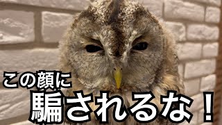 【モリフクロウ】実は凶暴です・・・