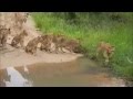 Lions vs Wild dogs