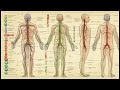 Lymphatic system Cleaning, Balancing and Empowering   The 4 0 drink Morphic Field