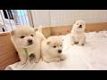 【柴犬 子犬】もちもちぽてぽて遊びまくる生後30日目の子犬たち