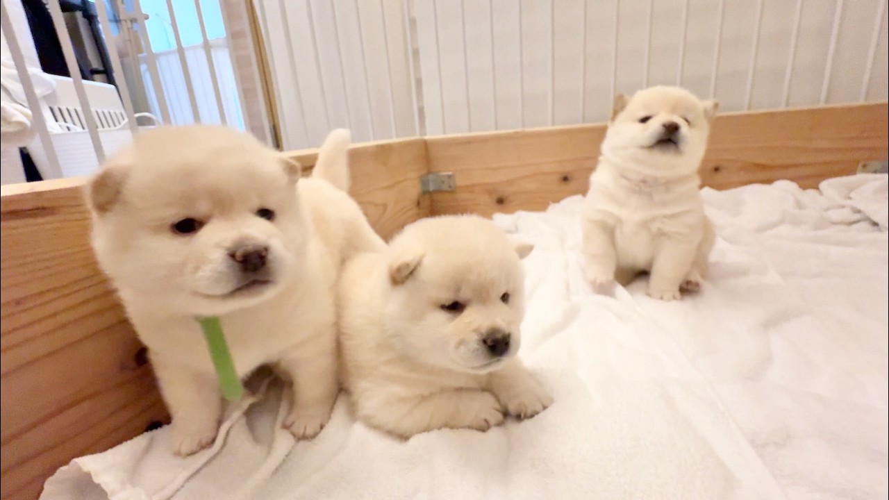 Shiba Inu Puppy】30-Day-Old Fluffy Puppies Playing Around! - YouTube