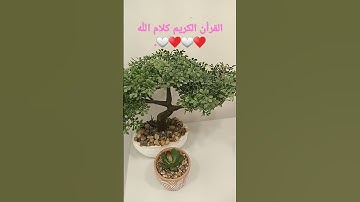 القرأن الكريم من سورة الرحمن ❤️🤍❤️🤍.