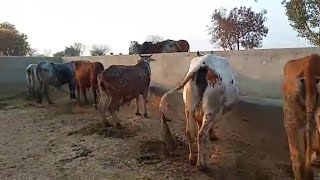 New Mall Shah Muhammad k farm pr