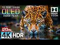 Breathtaking Beauty of the World - 4K HDR 120fps Dolby Vision (4K / 8K TV)