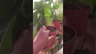 ficus cuidado #flores #motivacional