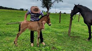 MULINHA IMPERATRIZ DANDO SEUS PRIMEIROS COICES