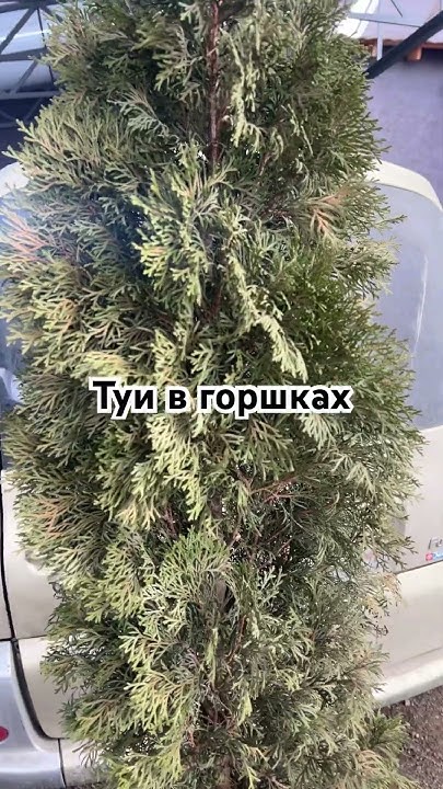Туи в горшках в Сибири. - YouTube