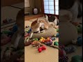 起きろー!こんなに散らかして何寝てるニャン!おもちゃの片づけをしない柴犬に激怒する猫