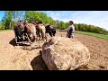 FOUR DRAFT HORSE POWER: Can They Pull This HUGE Boulder???