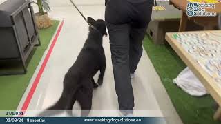 Tulum - Maliman - 8 Meses - 020824
