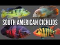 Top 10 most aggressive south american cichlids