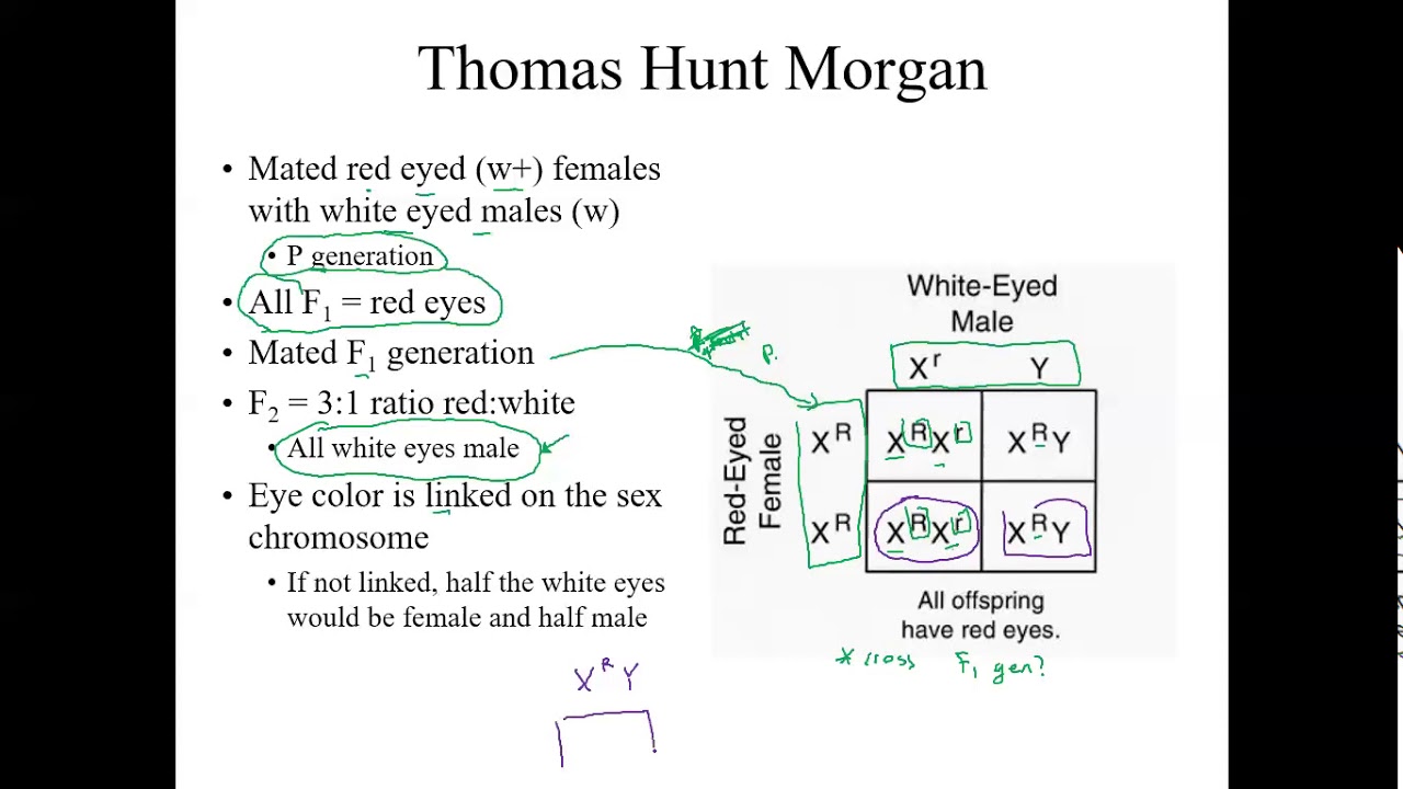 Chapter 15 Sex Linked Traits And Chi Squared Problem Youtube