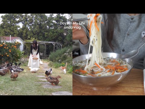 무작정 혼자 떠난 5박6일 제주도🥕🐈🍊