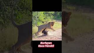 Aslan Kartalı Yılandan Kurtardı