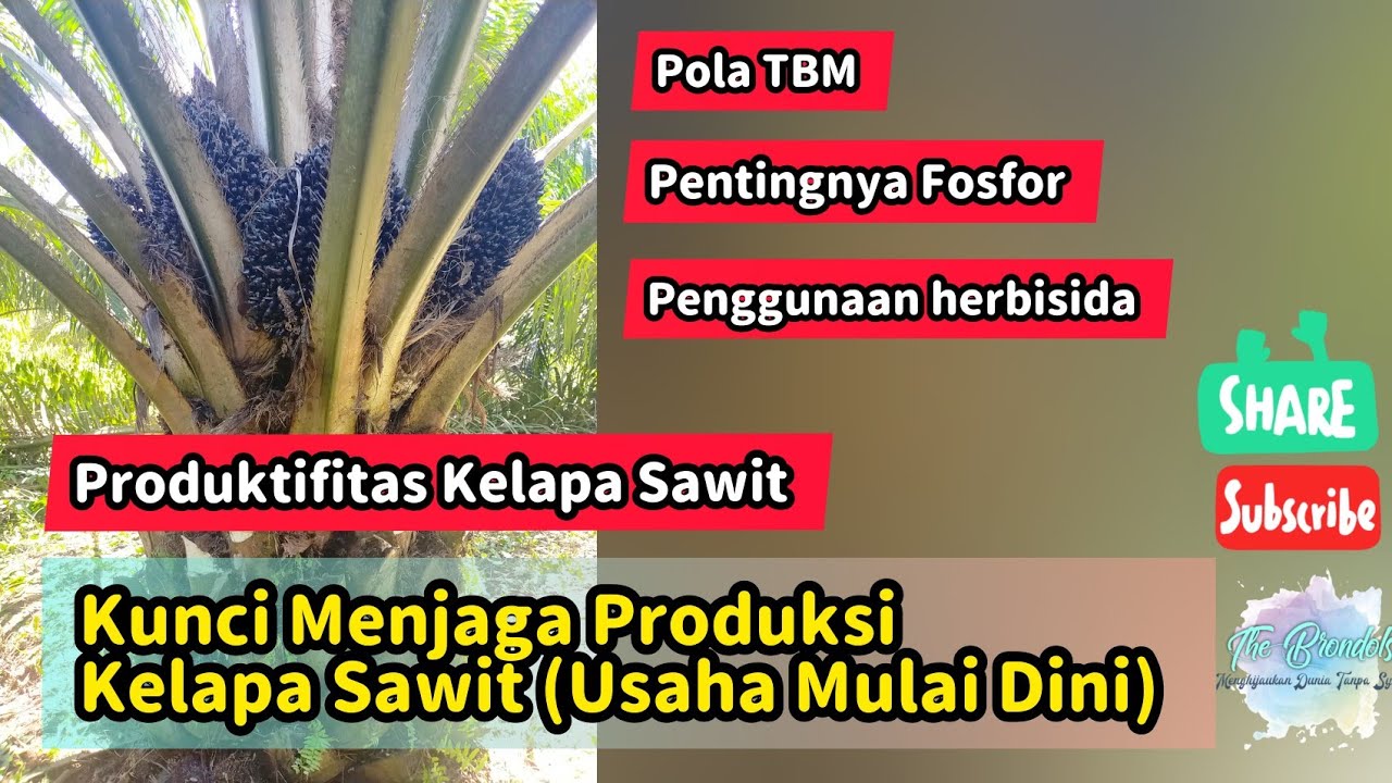 Kunci Menjaga Produksi Kelapa Sawit (Usaha Dimulai dari Dini)