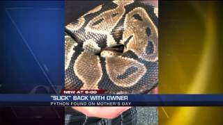 Famous Python found in Chimborazo Park reunited with owner Profile