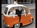 🐈 Кошачьи приключения! 🐕 Смешное видео с котами и котятами для хорошего настроения! 🐱