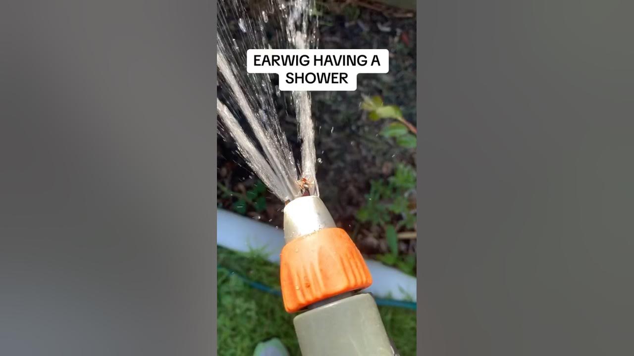 Earwig having a shower. Whistles are my own shower hose earwig 