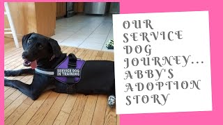 Our Service Dog Journey: Abby's Adoption Story