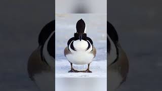  hooded merganser  (Lophodytes cucullatus) beautiful duck pictures / volcano of beauty