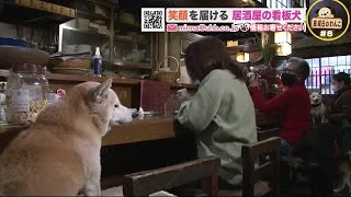 「無くてはならない」笑顔呼び込む居酒屋の看板犬 サンタにも変身【金曜日のわんこ】 (20/12/25 21:40)