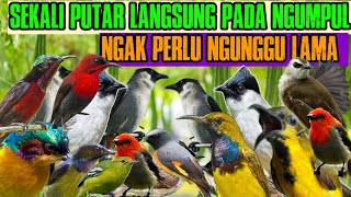 suara pikat segala jenis burung yang susah turun