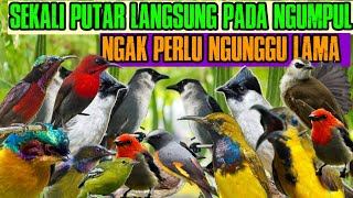 suara pikat segala jenis burung yang susah turun