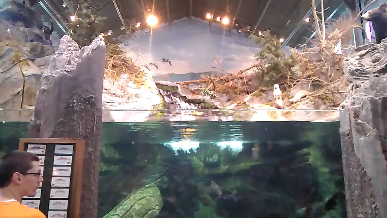 Quick look at Nashville Bass Pro Shop Aquarium YouTube