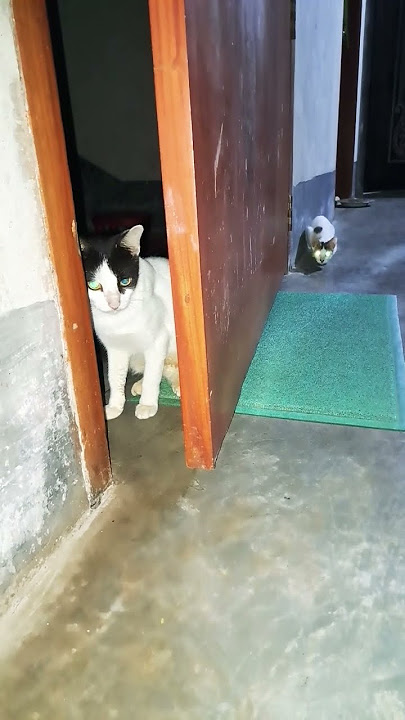 Beautiful kittens playing #cat #kitten #funnyanimal #funnycat #cute #funnypet #catvideos #shots