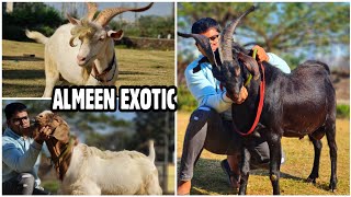 Almeen Exotic Goats Wadala | Black Saanen, Import Bloodline Sanen & Boer Goats