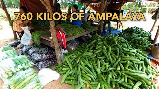 760 KILOS ANG 6TH HARVEST NG AMPALAYA