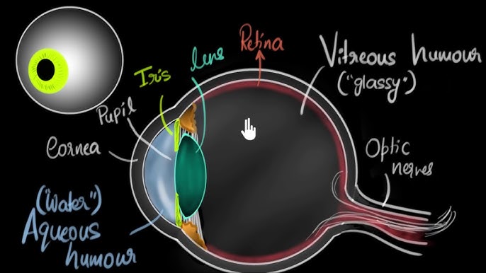 Eyeball Anatomy 