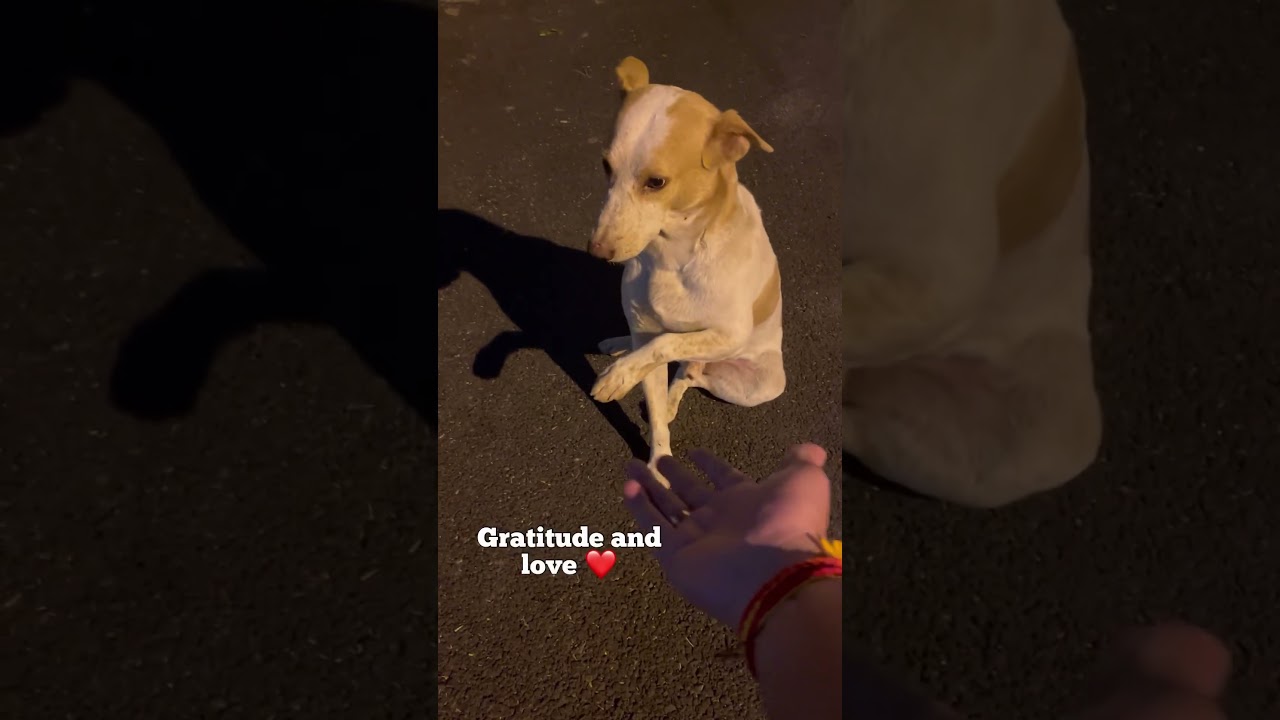 This cutie remembers Hooman and does this 😍❤️ 