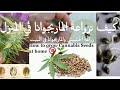 كيف تزراعة بذور القنب داخل المنزل من البدايه الي النهاني زراعة الحشيش      
