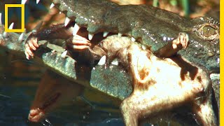 Crocodile vs opossum