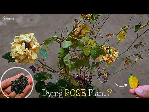 5-Reasons / Why the Rose Plant is Dying? - The Small Story.